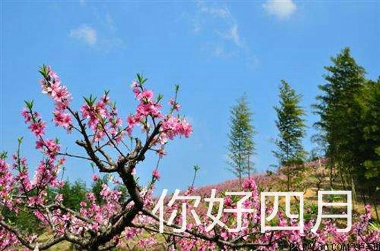 你好，四月
