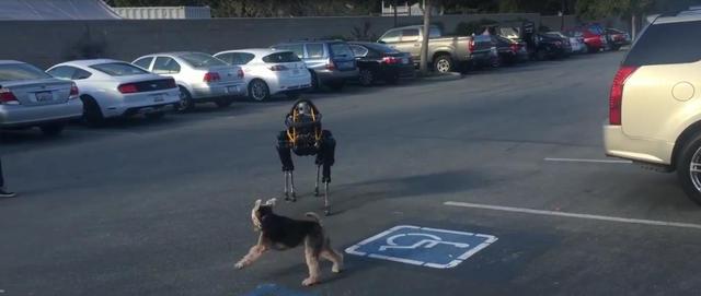一只真狗遇到机器狗会发生什么？